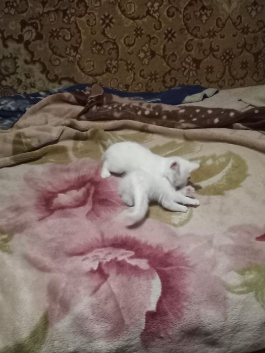 Продам 3х-месячного котёнка мальчика.