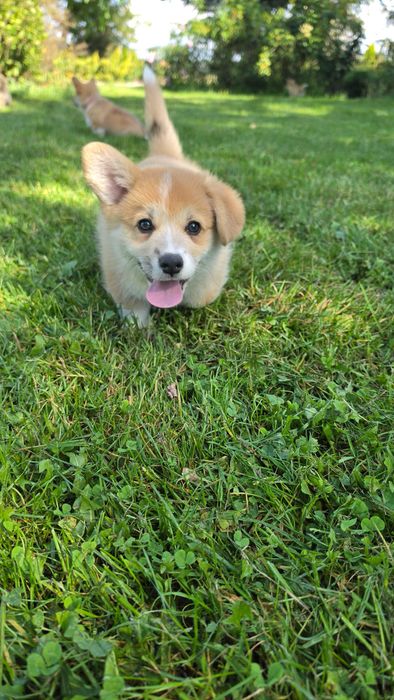 Welsh Corgi Pembroke szczeniak
