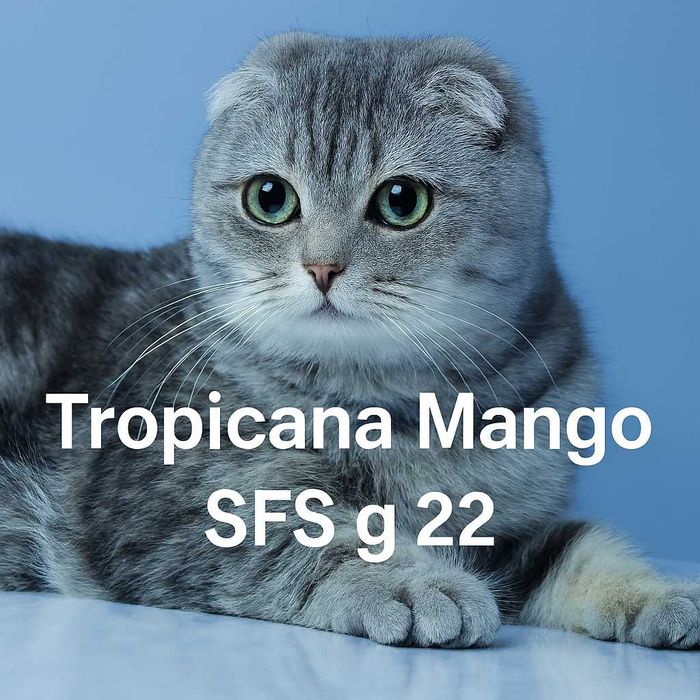 Элитный котенок Scottish Straight аs 11 шоу-класс