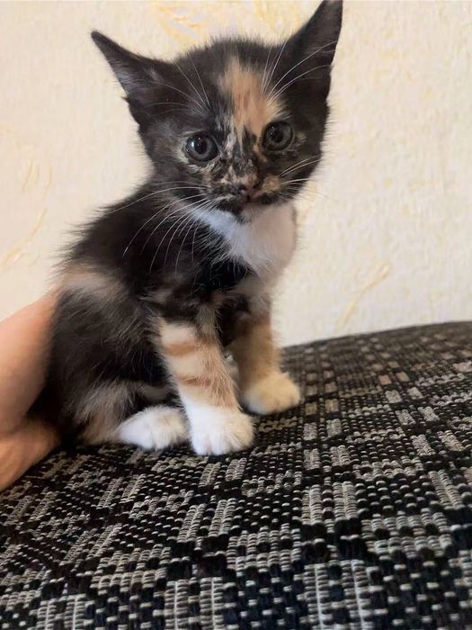 продаю кошку и её котят