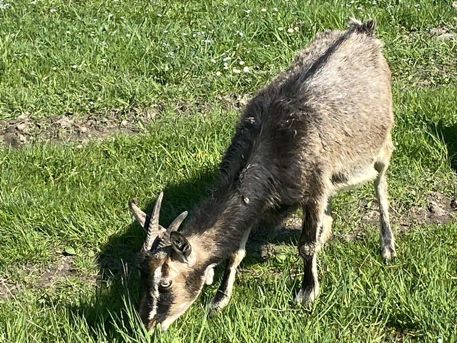 ТЕРМІНОВО. Продаються породисті кози, цапи і козенята