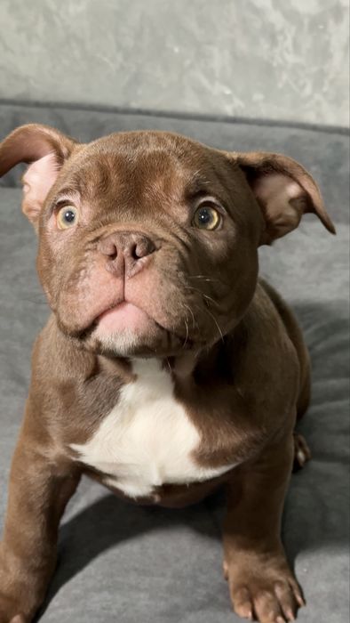 Американські буллі