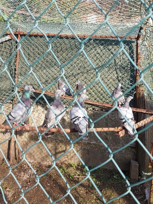 Pombas correias jovens