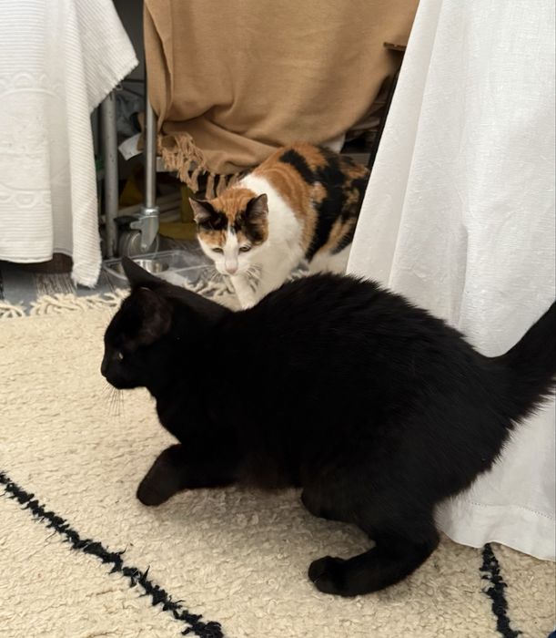 Gatos  para adoção (Mae e filho)