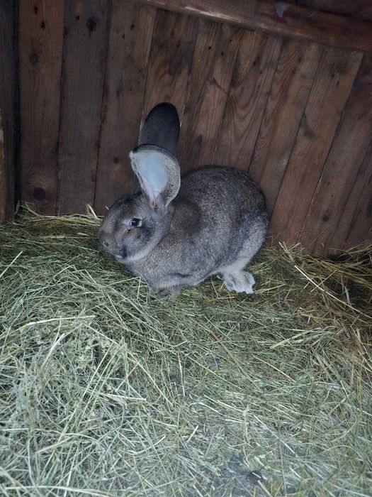 Króliki belgijskie