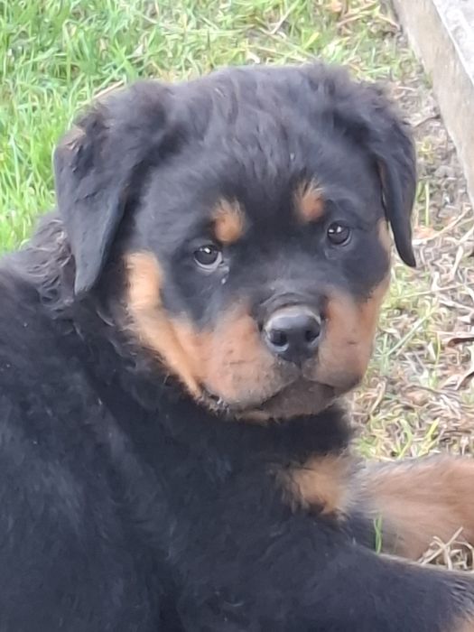 Rottweiler  szczeniak pies