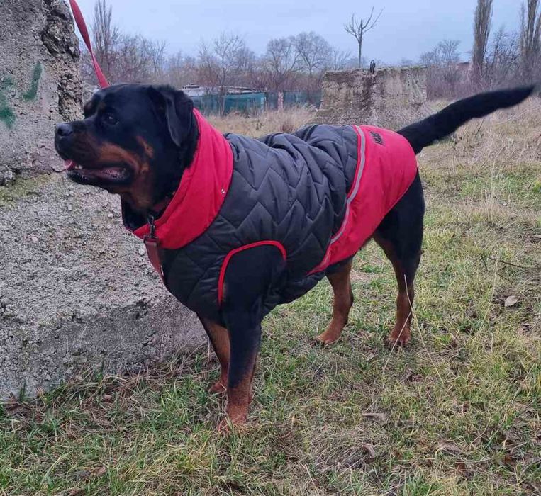 одяг для собак великі розміри