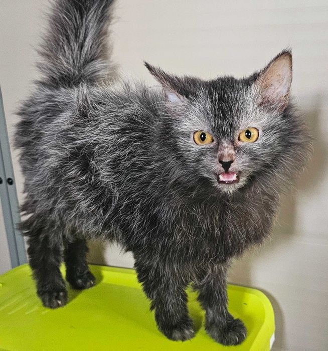 Gatinhos raça lykoi