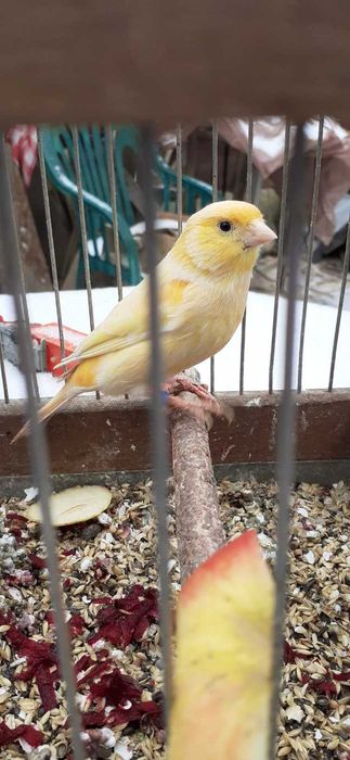 kanarki samce i samice