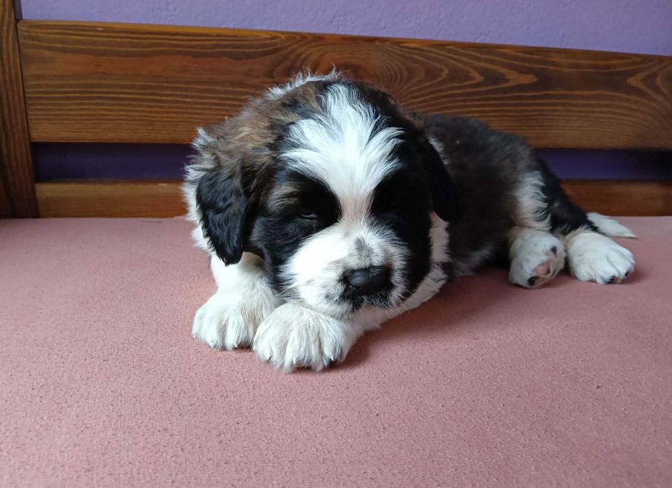 Szczeniak - Bernardyna