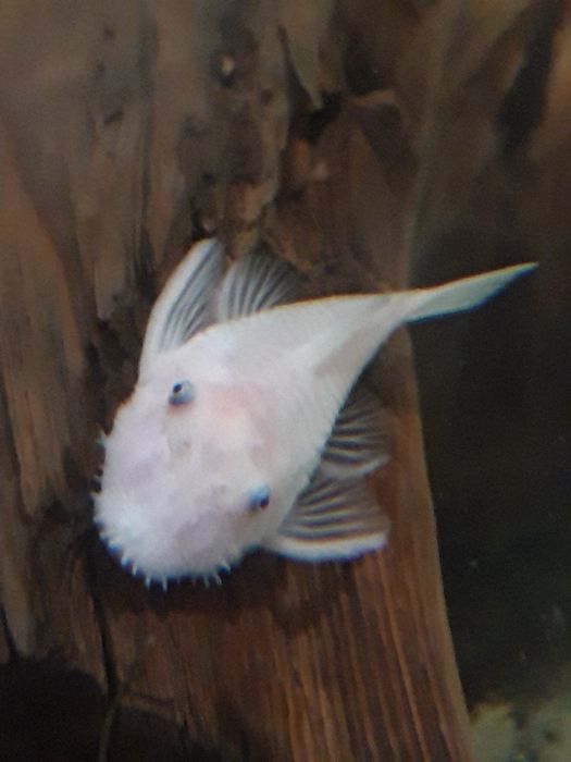 Zbrojnik, ancistrus, glonojad L144 snow white samce 6cm