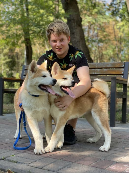 Цуценята акіта іну , akita, Хатіко