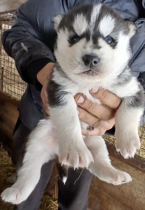 Цуценята  сибірського хаскі. Активні і здорові!