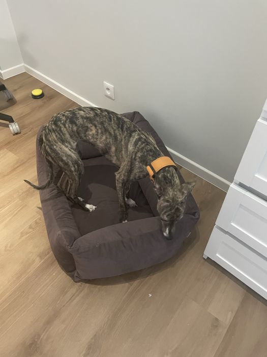 Sprzedam kojec dla malego psa