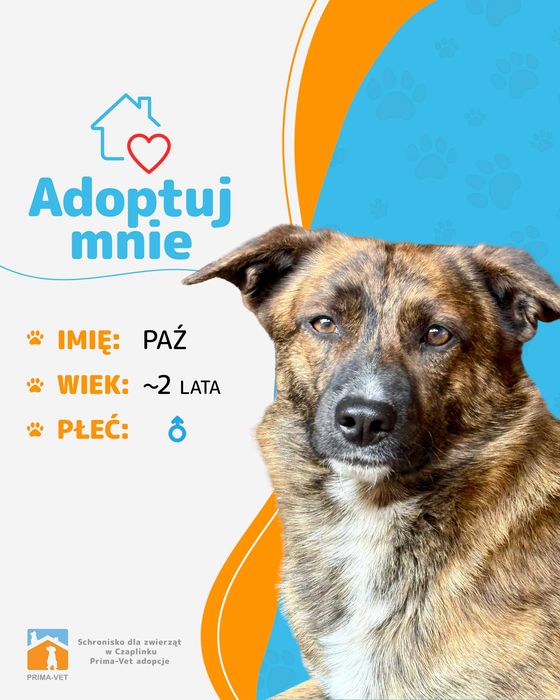 PAŹ - 2-letnia piękność czeka na nowy dom!