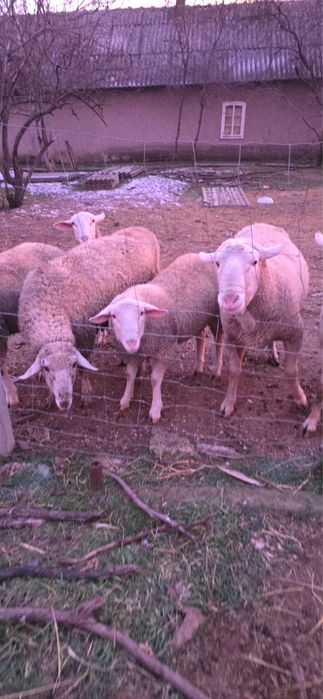 Лакони ярки и баранчики