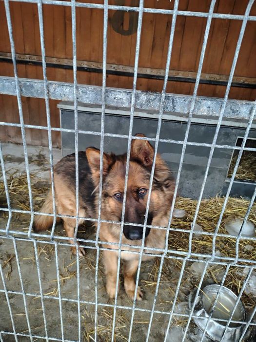owczarek niemiecki   Szuka domu schronisko Zgierz-aktualne