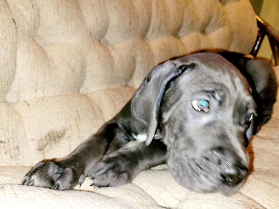 Pies Cane Corso - Blue