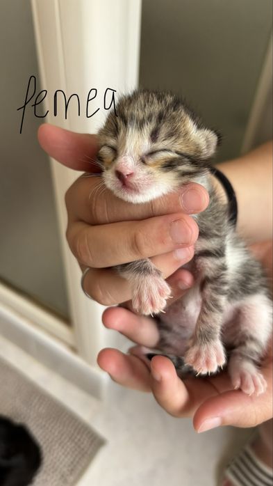 gatinhos bebes para adocao