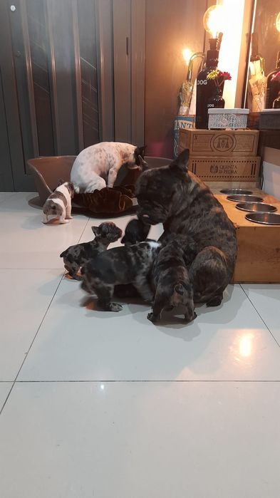 Bulldog francês merly