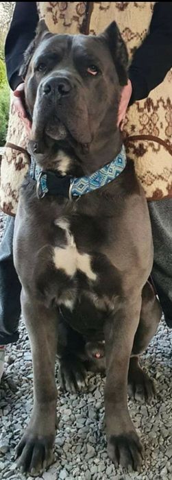 Кобель Кане Корсо для вязки