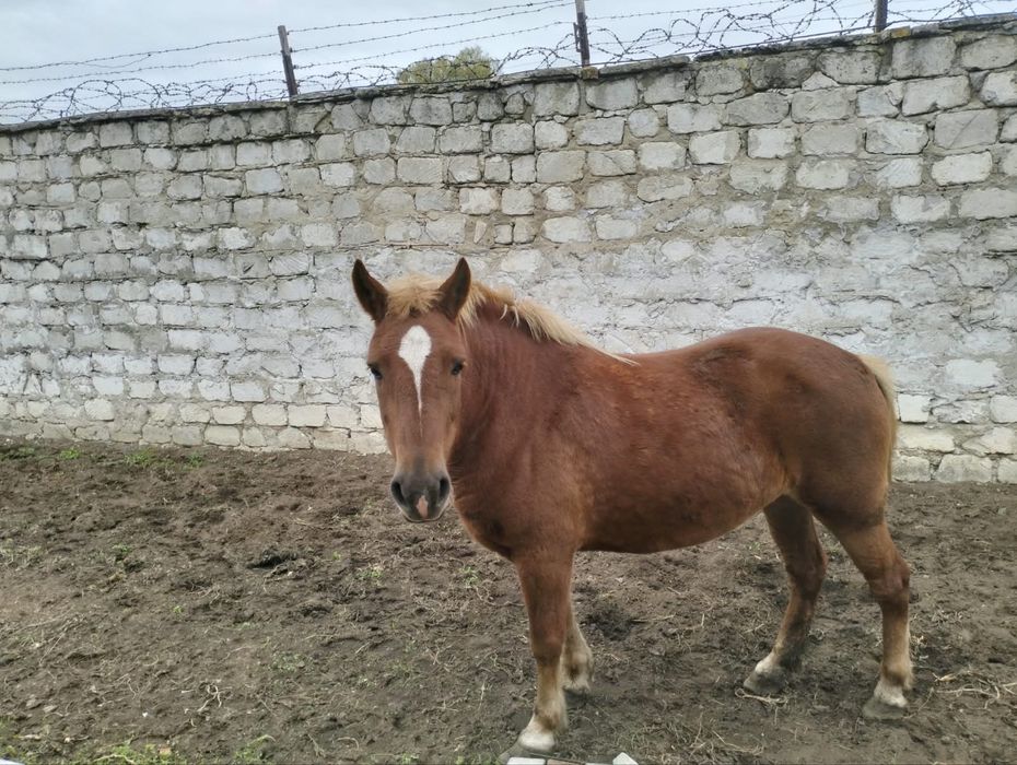 Продам кобилу, і лоша