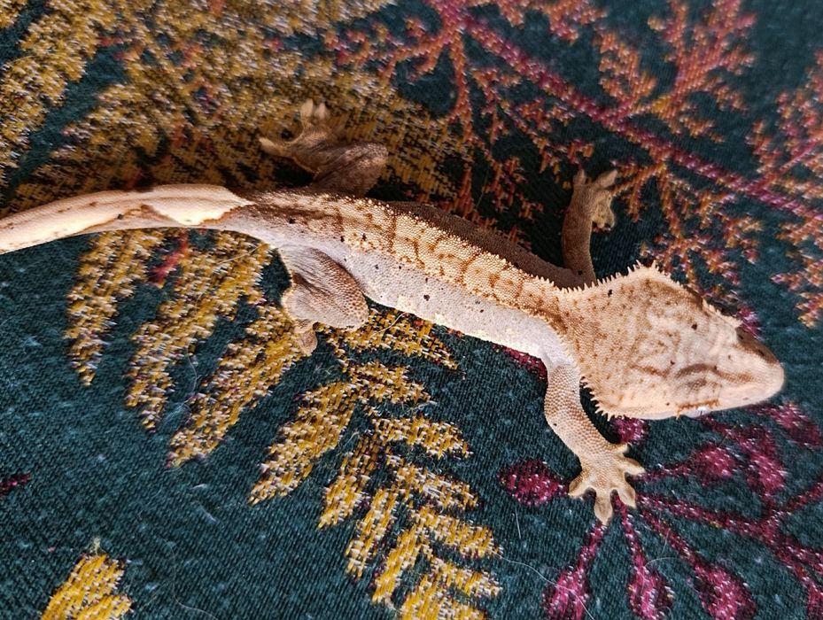 Gekon orzęsiony młody samica flame dalmatian