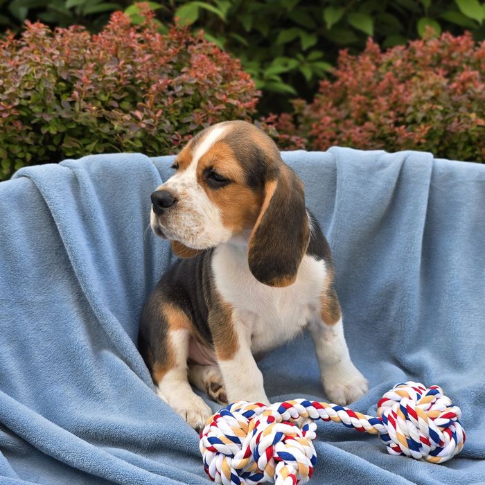 Beagle, szczeniak, ZKwP FCI, piesek Forest