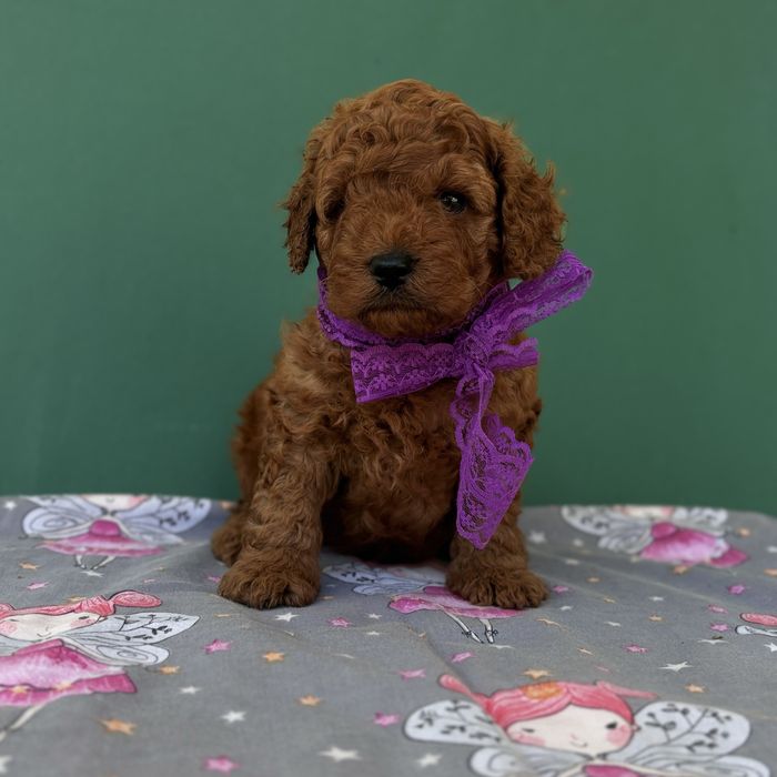 шикарний хлопчик у забарвленні RED BRAUN.