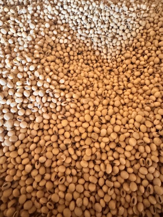 Соя Софія гмо 2025 продам сою є ОБʼЄМ