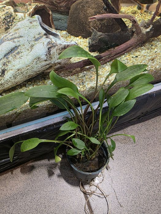 Cryptocoryne lucens