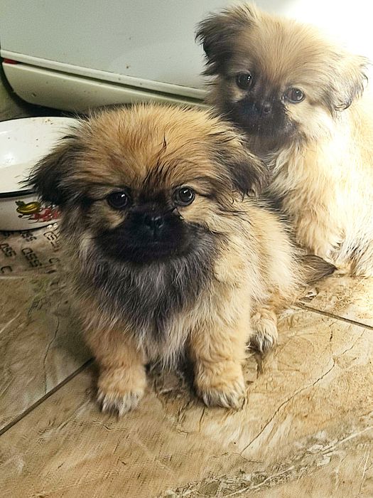 Продам цуценят пекінеса