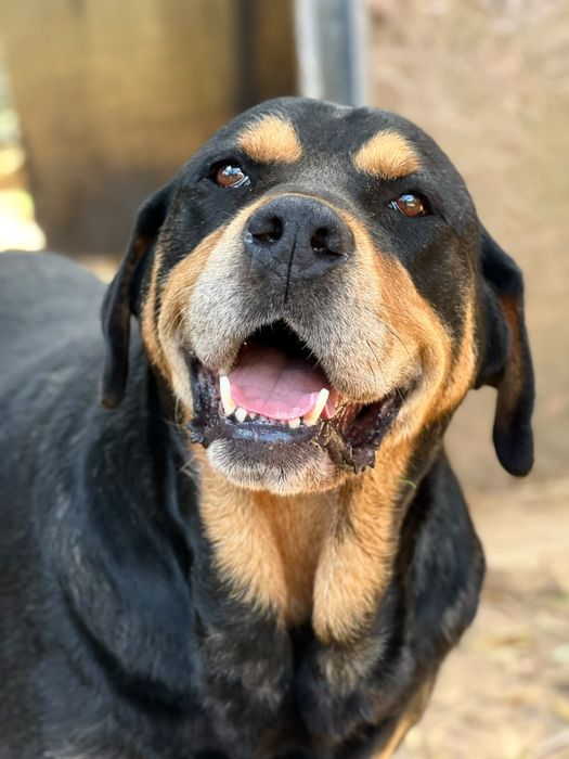 Rottie Chouriço, para adoção