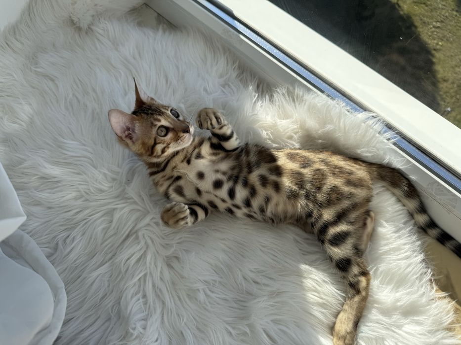 Бенгальські кошенята