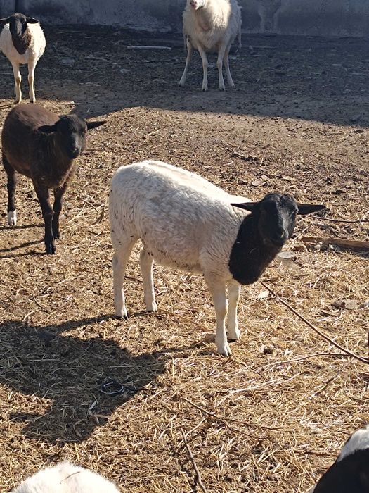 Вівці породи дорпер.