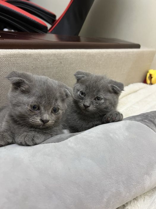 Продам британських висловухих кошенят