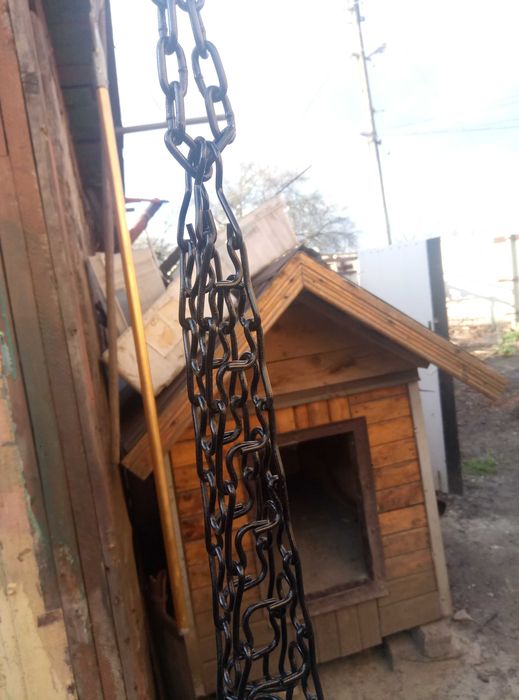 Ошейнік  . Строгач.