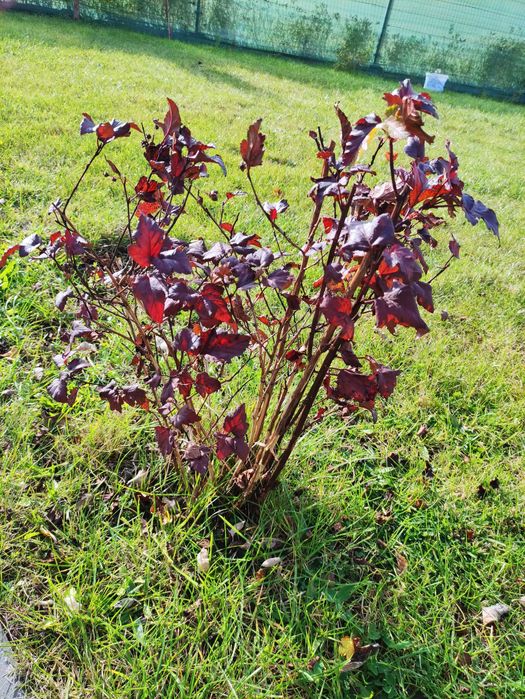 Pęcherznica kalinolistna