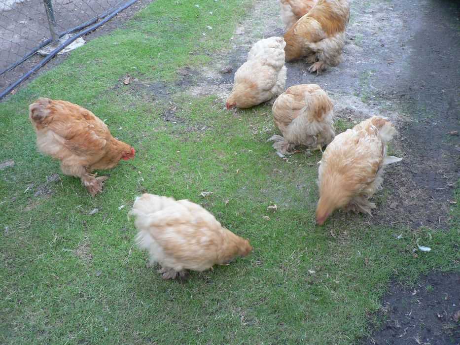 Kochin olbrzymi kura i kogut