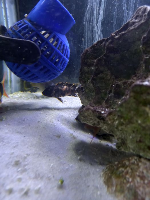 Ciclideos do lago Malawi