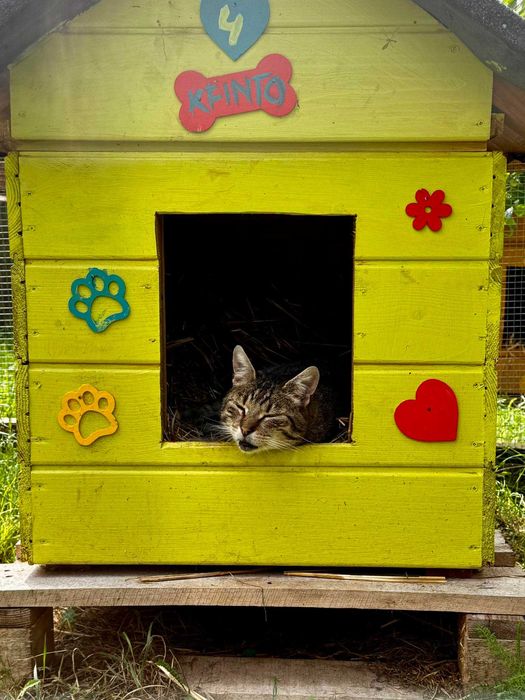 Brit – cichy obserwator i wierny towarzysz