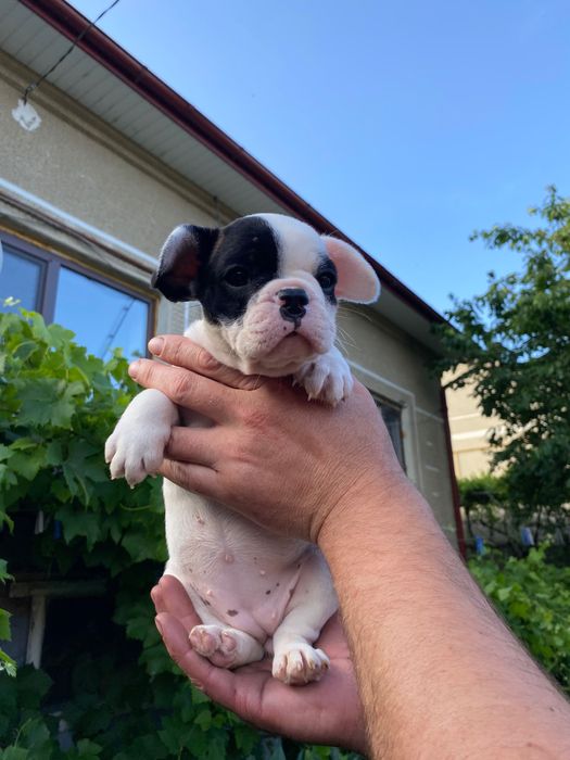 Французький бульдог