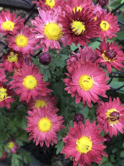 Хризантема ,зимує в грунті