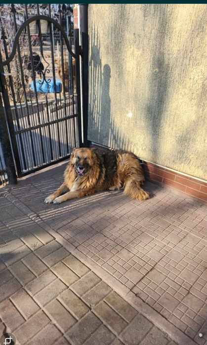 Sonia, starszy owczarek z ogromnym sercem.