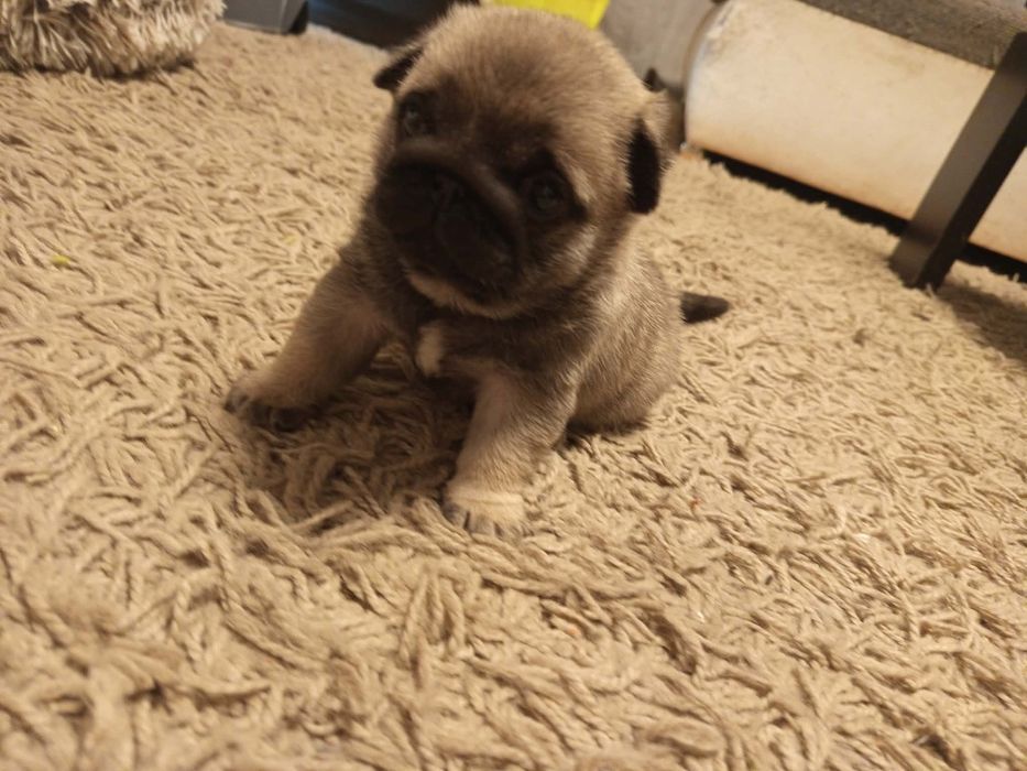 Mops chłopczyk Arnold