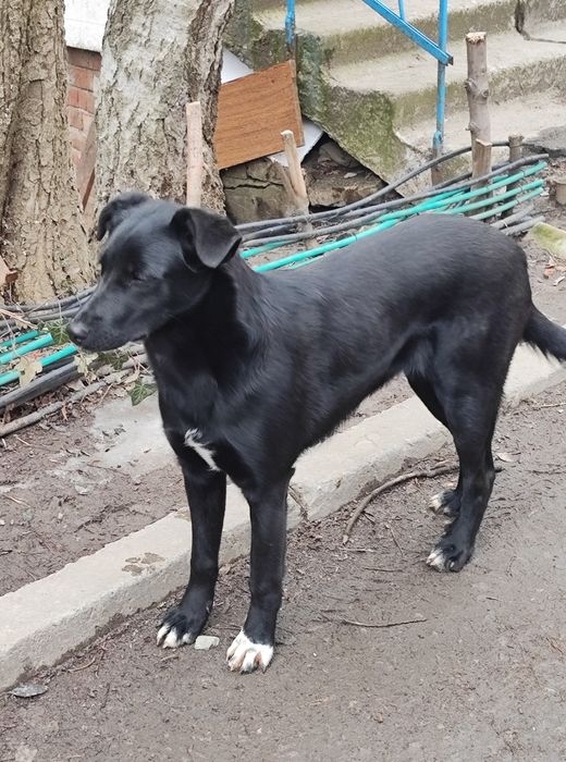 Собака девочка стерильная ищет семью