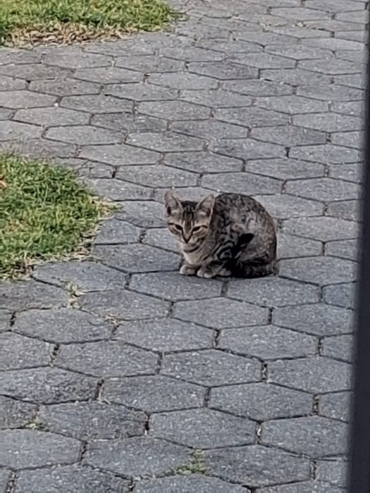 Gatinhos bebés meigos