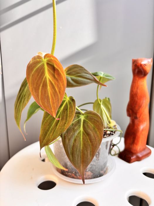 Філодендрон Міканс Philodendron Scandens Micans