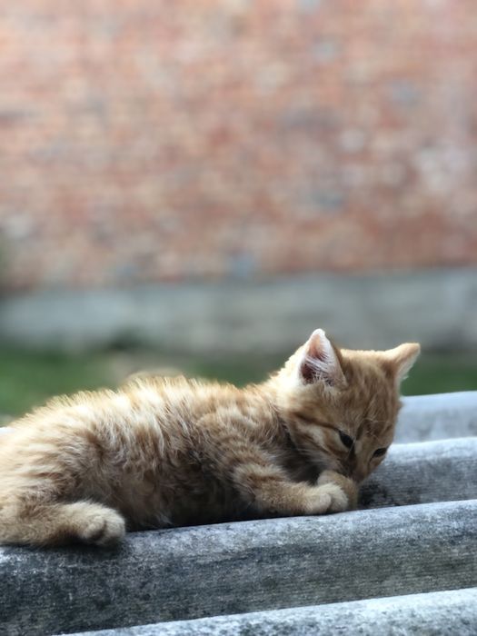 Котик, хлопчик,