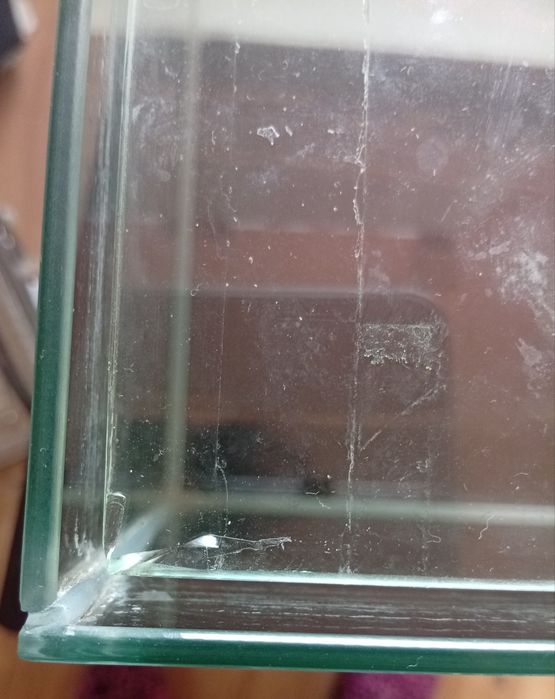 Terrarium dla patyczaka bądź rybki